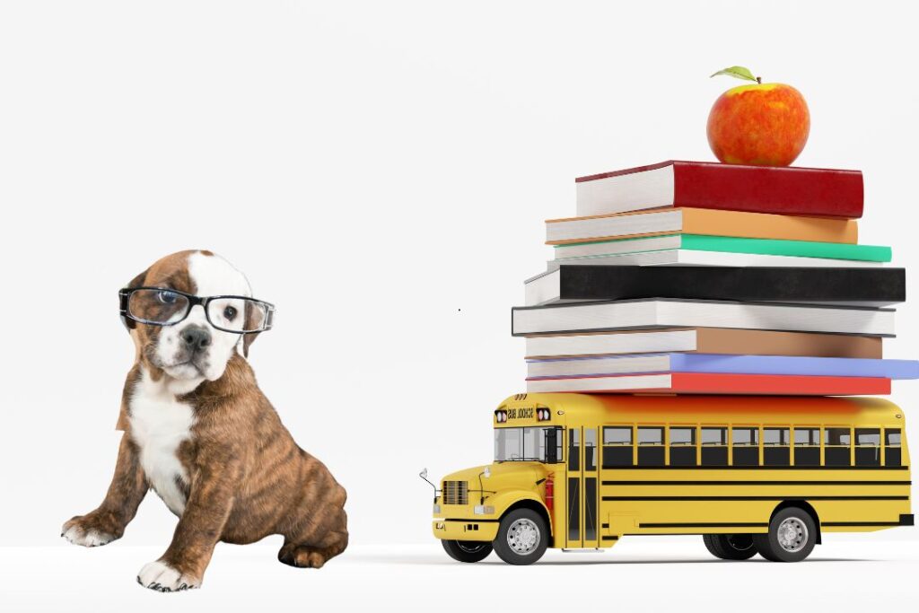 Back to school bus and dog with glasses